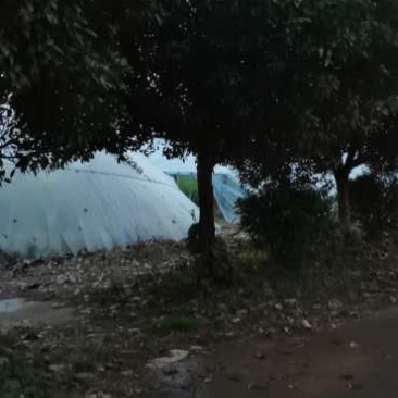 红叶石楠3到18公分量大，