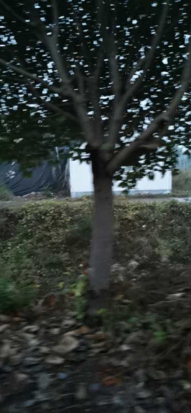 红叶石楠3到18公分量大，