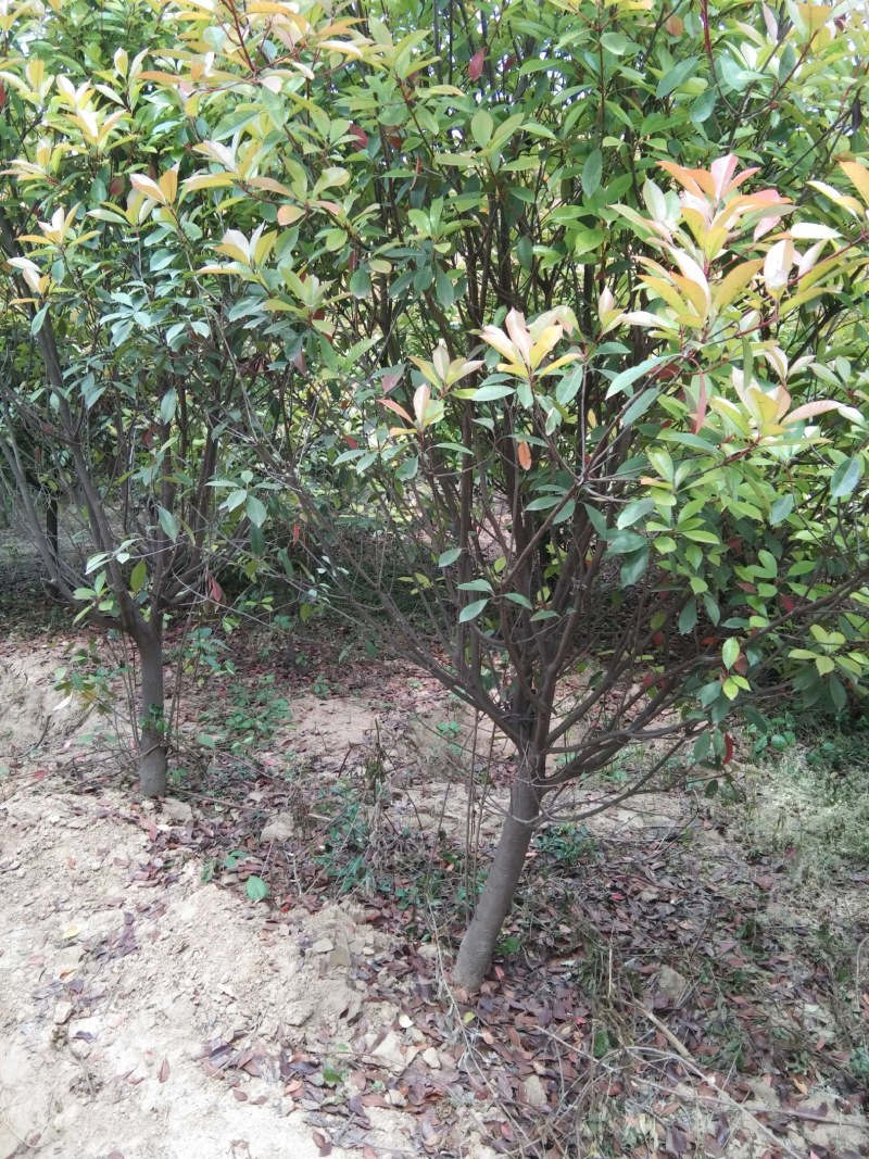 红叶石楠3到18公分量大，