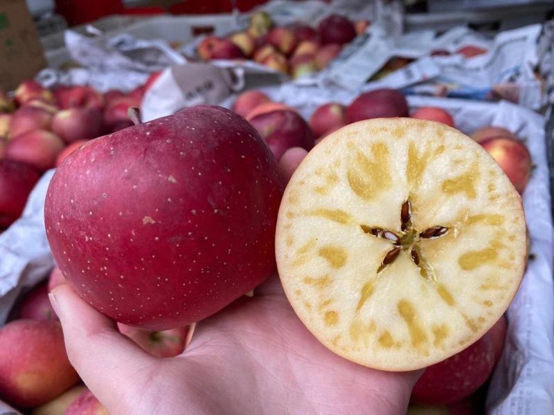 苹果苗冰糖心红富士苗保证品种质量