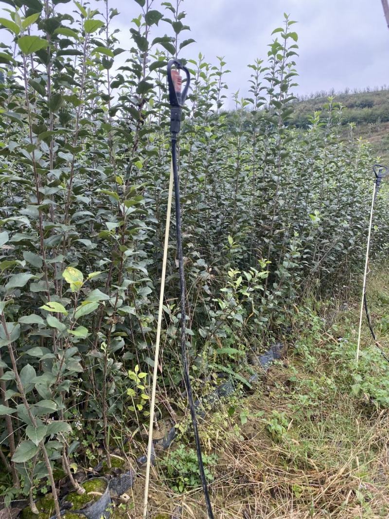 苹果苗冰糖心红富士苗保证品种质量