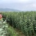 苹果苗冰糖心红富士苗保证品种质量
