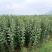 苹果苗冰糖心红富士苗保证品种质量