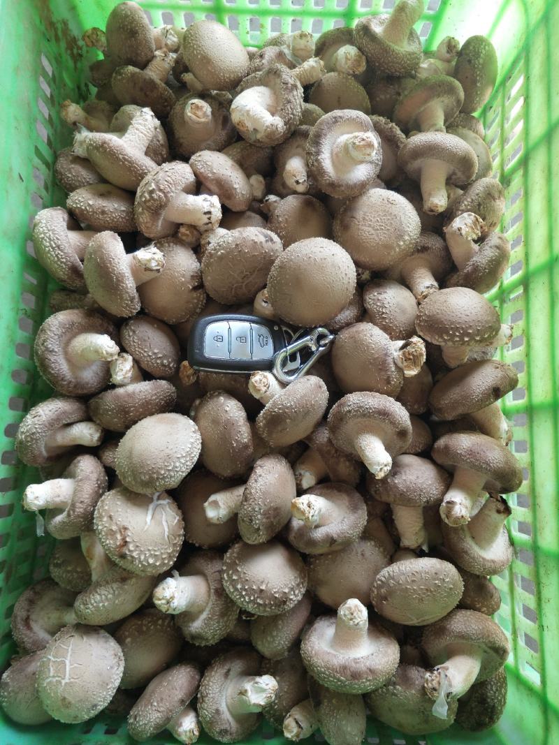 0912香菇基地直供-货源稳定质量保证支持视频看货
