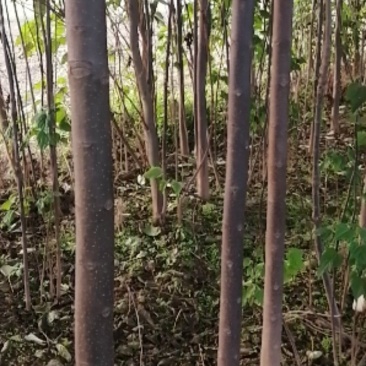 楸树苗3至7公分一万五千棵左右