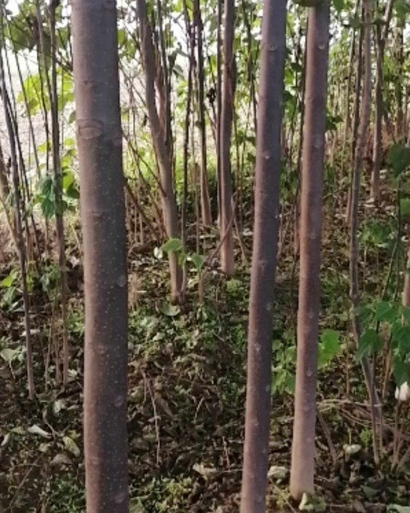 楸树苗3至7公分一万五千棵左右