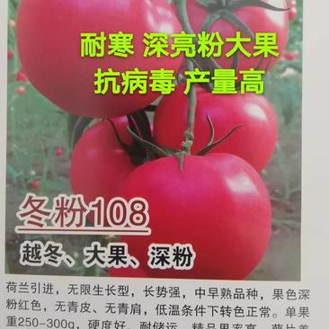 西红柿苗耐低温越冬西红柿苗冬粉108早熟西红柿苗