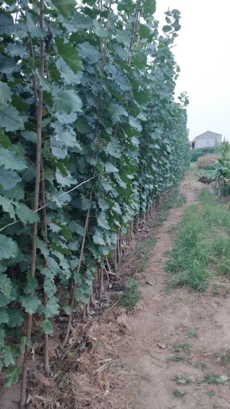 大量直销107,108速生杨，1.5公分一4公分，
