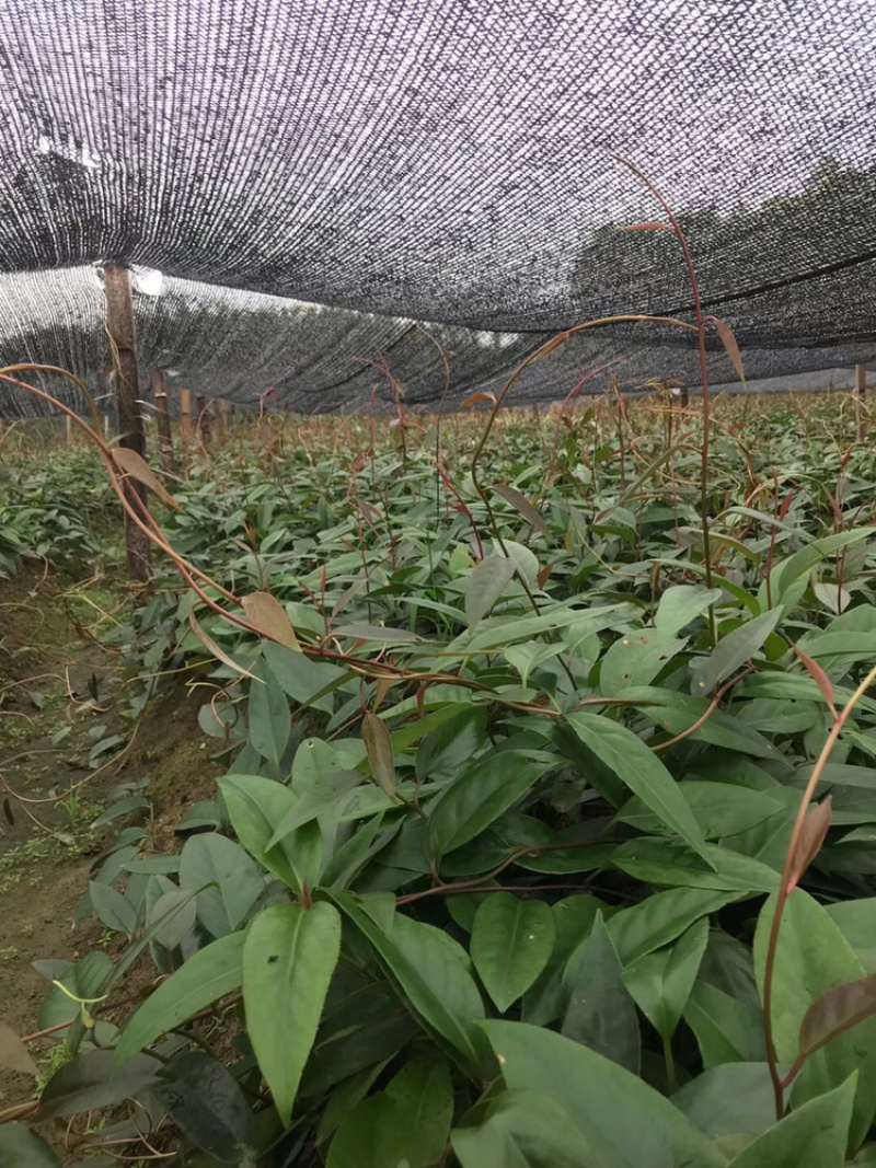 黑老虎种苗布福娜种苗