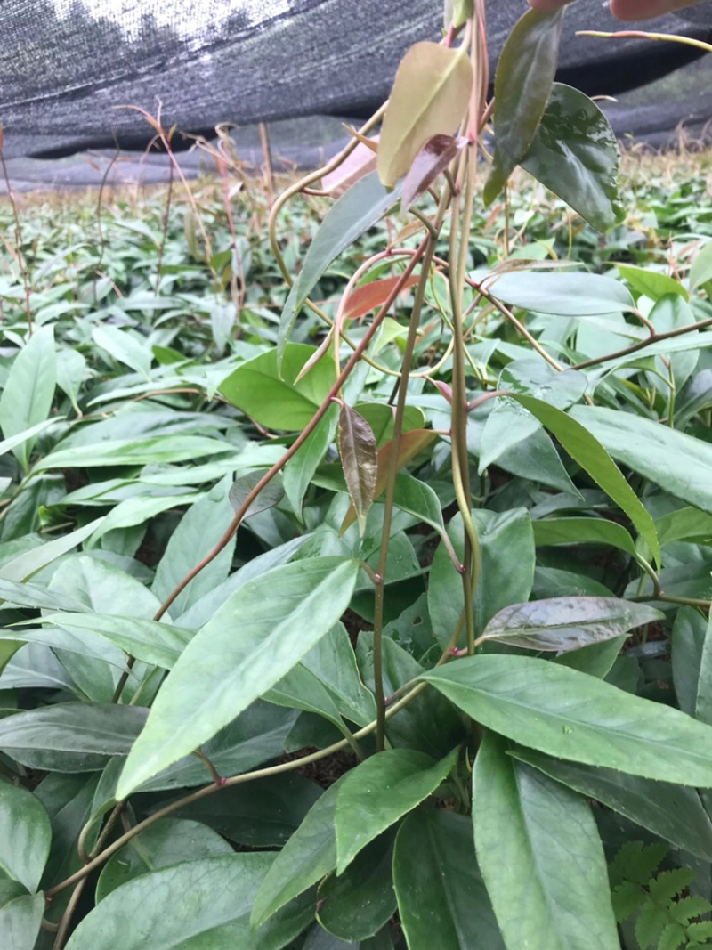 黑老虎种苗布福娜种苗