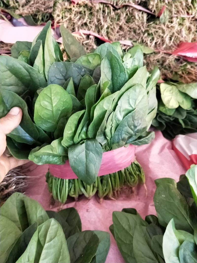 河北邯郸波菜大量上市有需要的老板联系我…