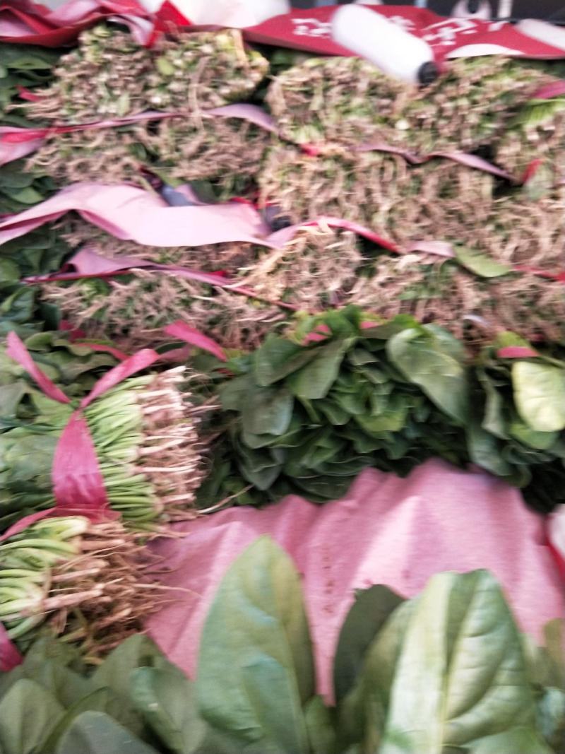 河北邯郸波菜大量上市有需要的老板联系我…