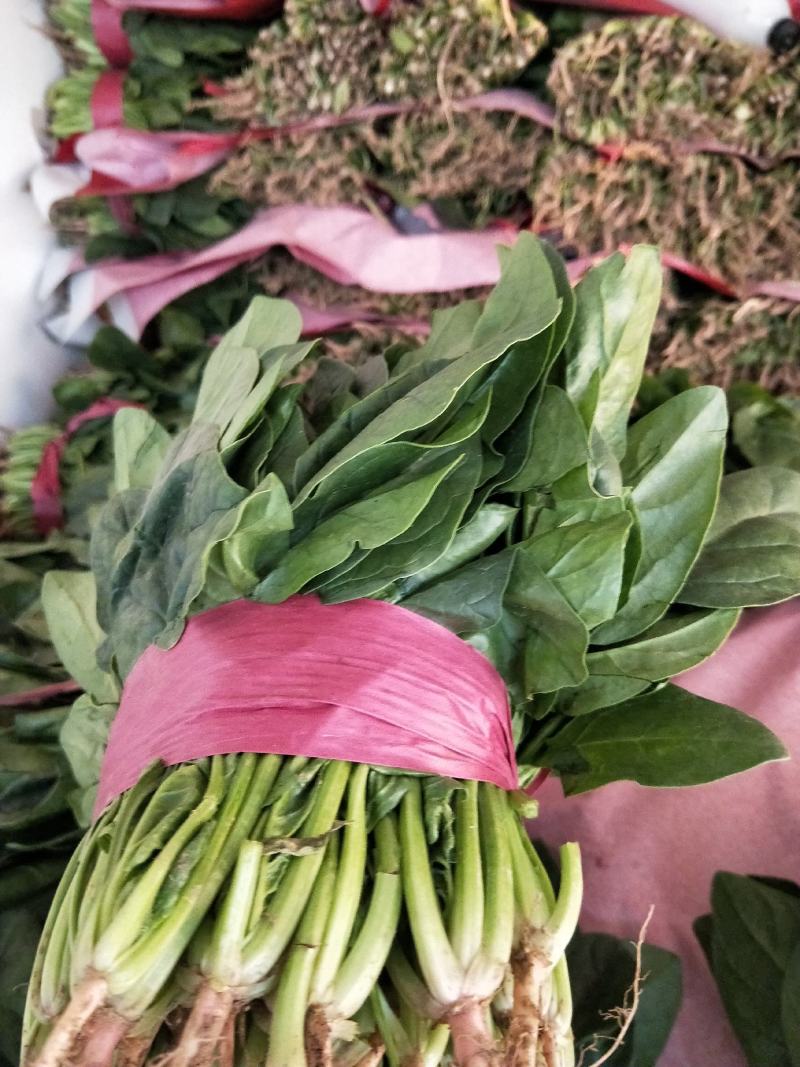 河北邯郸波菜大量上市有需要的老板联系我…
