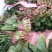 河北邯郸波菜大量上市有需要的老板联系我…