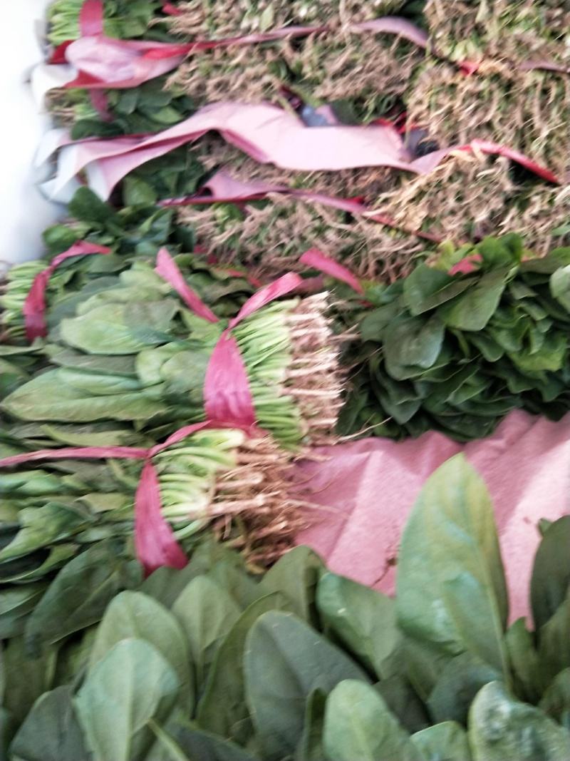 河北邯郸波菜大量上市有需要的老板联系我…