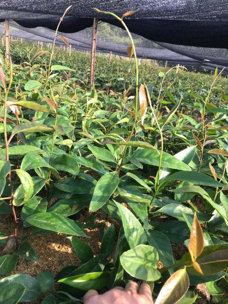 黑老虎种苗布福娜种苗