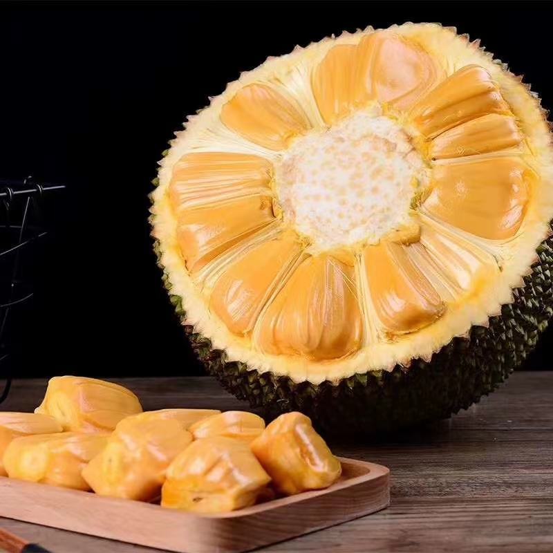 菠萝蜜苗，红心菠萝蜜苗，四季菠萝蜜苗，嫁接苗，实生苗