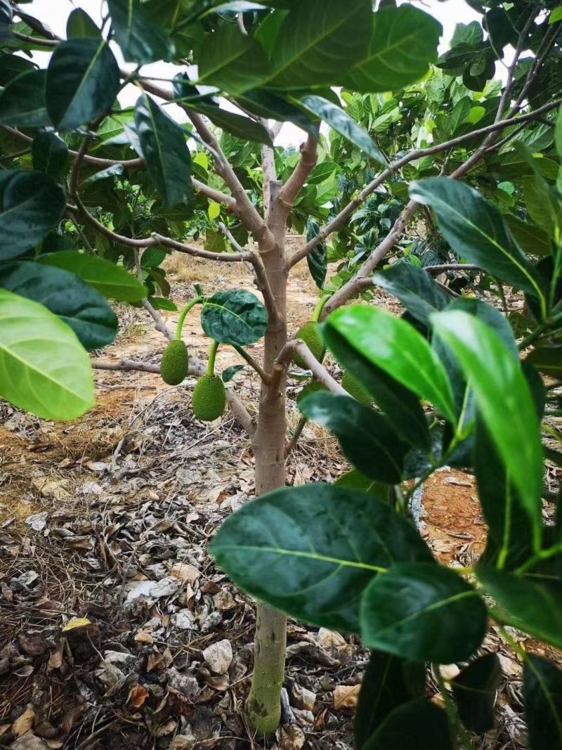 菠萝蜜苗，红心菠萝蜜苗，四季菠萝蜜苗，嫁接苗，实生苗