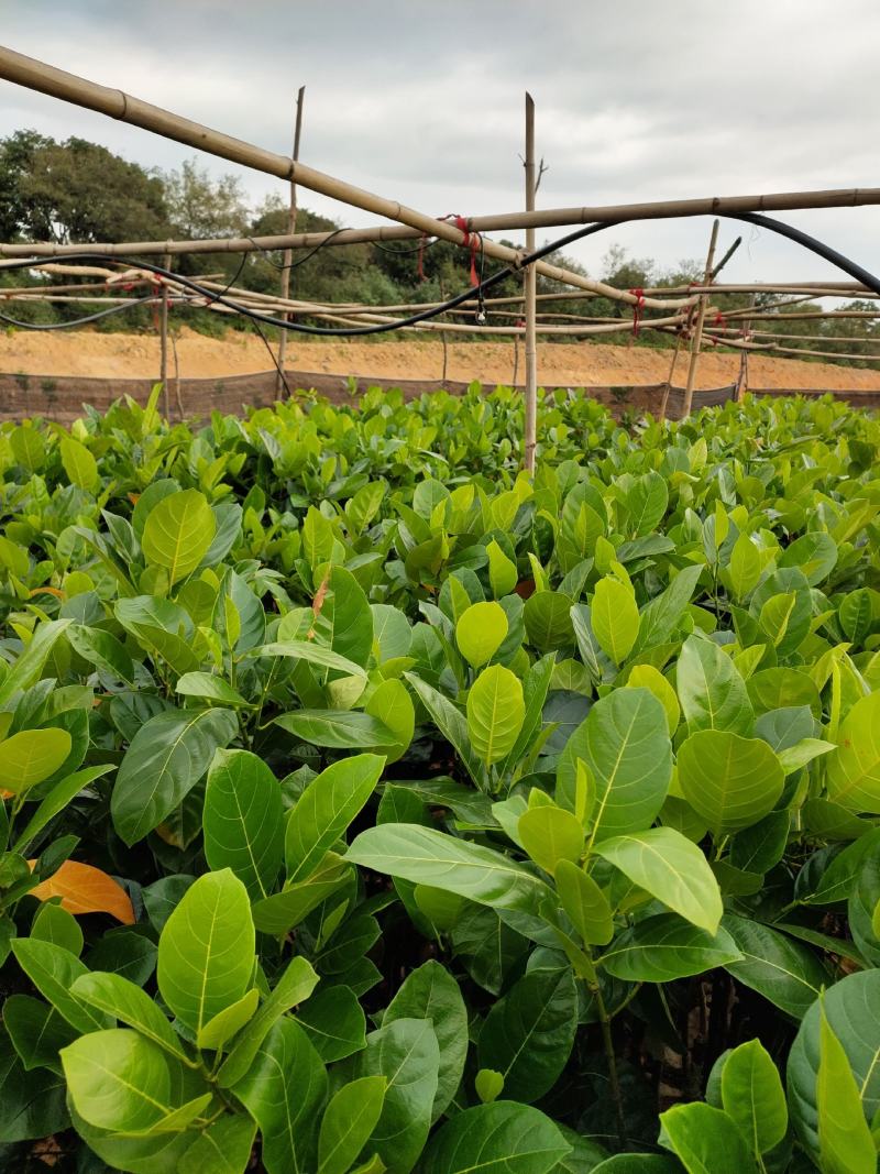 菠萝蜜苗，红心菠萝蜜苗，四季菠萝蜜苗，嫁接苗，实生苗