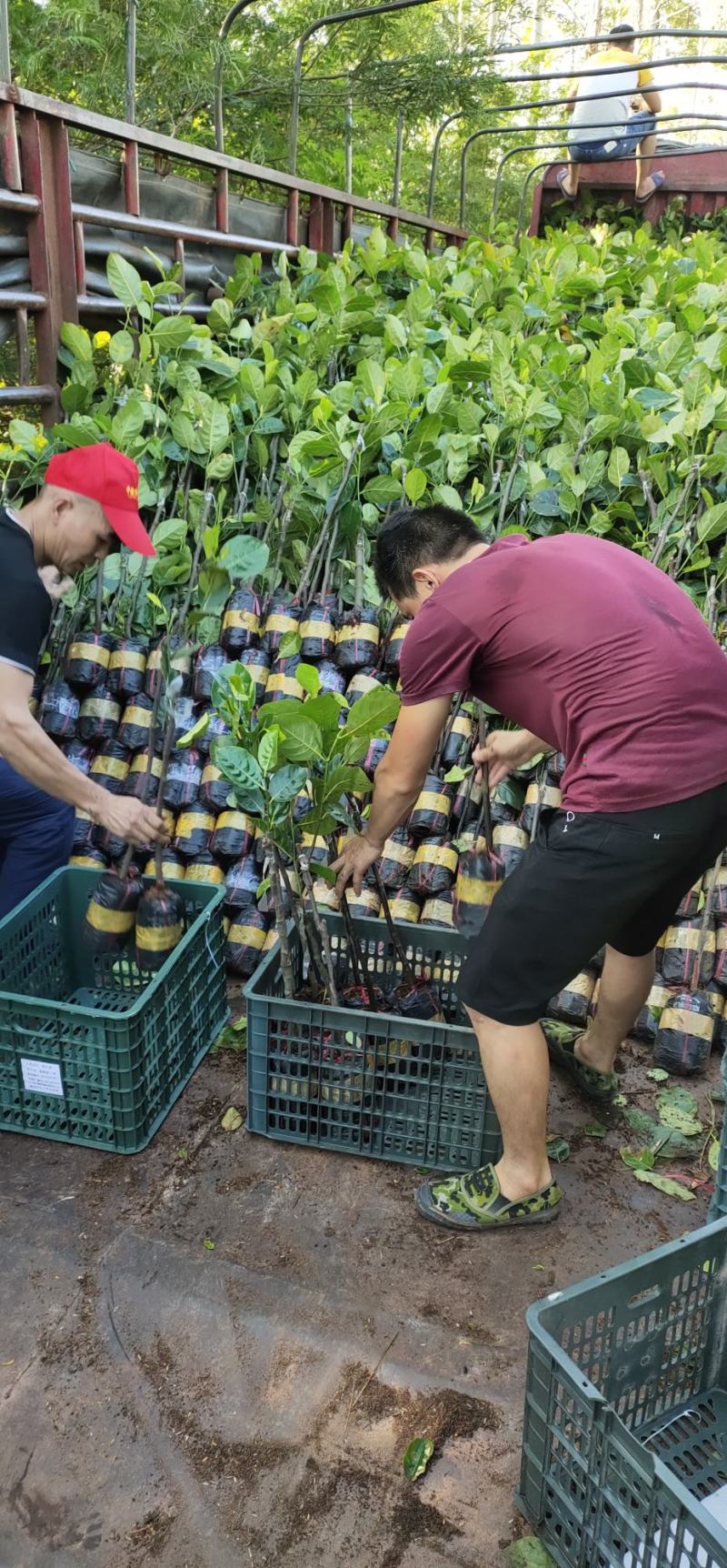 菠萝蜜苗，红心菠萝蜜苗，四季菠萝蜜苗，嫁接苗，实生苗