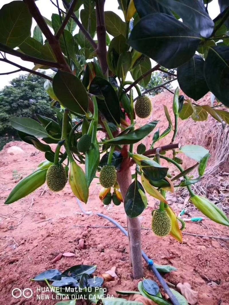 菠萝蜜苗，红心菠萝蜜苗，四季菠萝蜜苗，嫁接苗，实生苗