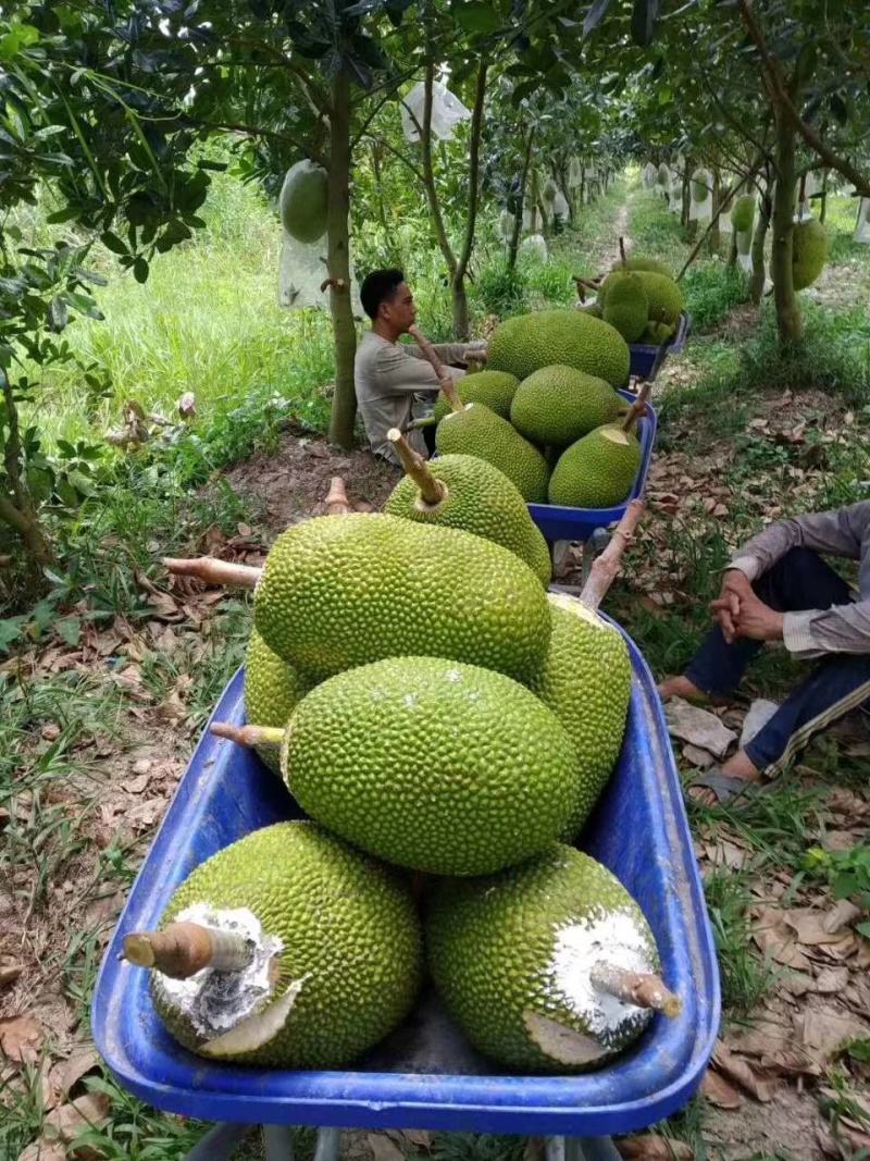 菠萝蜜苗，红心菠萝蜜苗，四季菠萝蜜苗，嫁接苗，实生苗