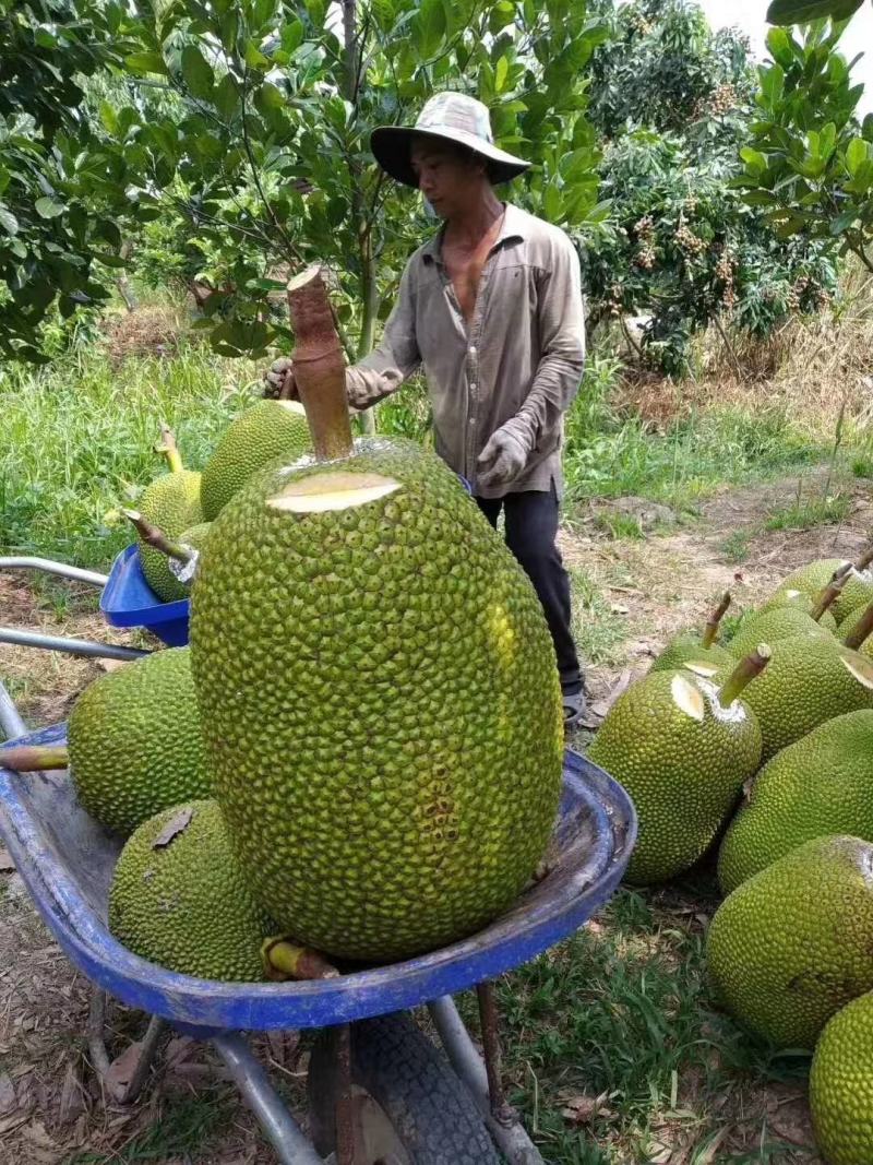 菠萝蜜苗，红心菠萝蜜苗，四季菠萝蜜苗，嫁接苗，实生苗