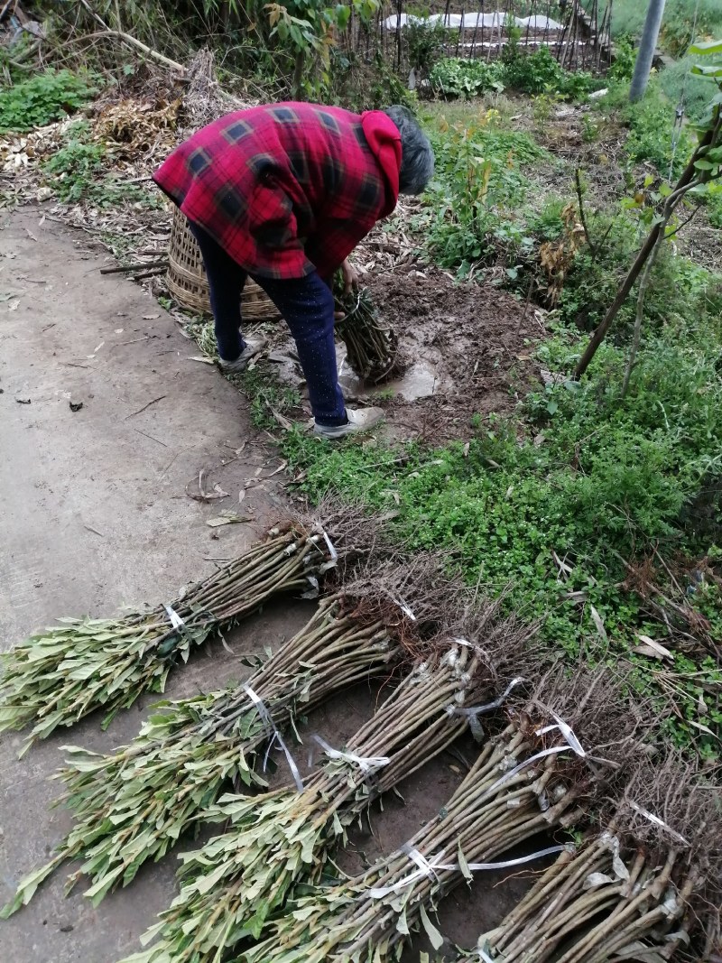 大五星嫁接枇杷苗（二年苗），今年种植，后年挂果。