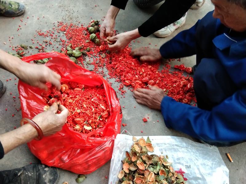 重楼，精品重楼七叶一枝花，高杆品种量大从优