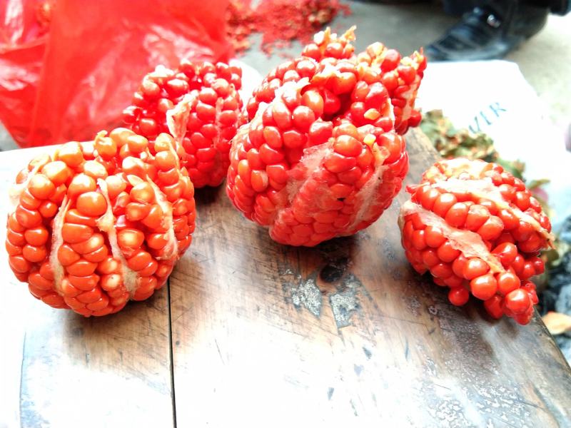 重楼，精品重楼七叶一枝花，高杆品种量大从优