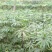 重楼，精品重楼七叶一枝花，高杆品种量大从优