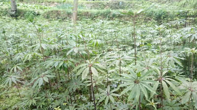 重楼，精品重楼七叶一枝花，高杆品种量大从优