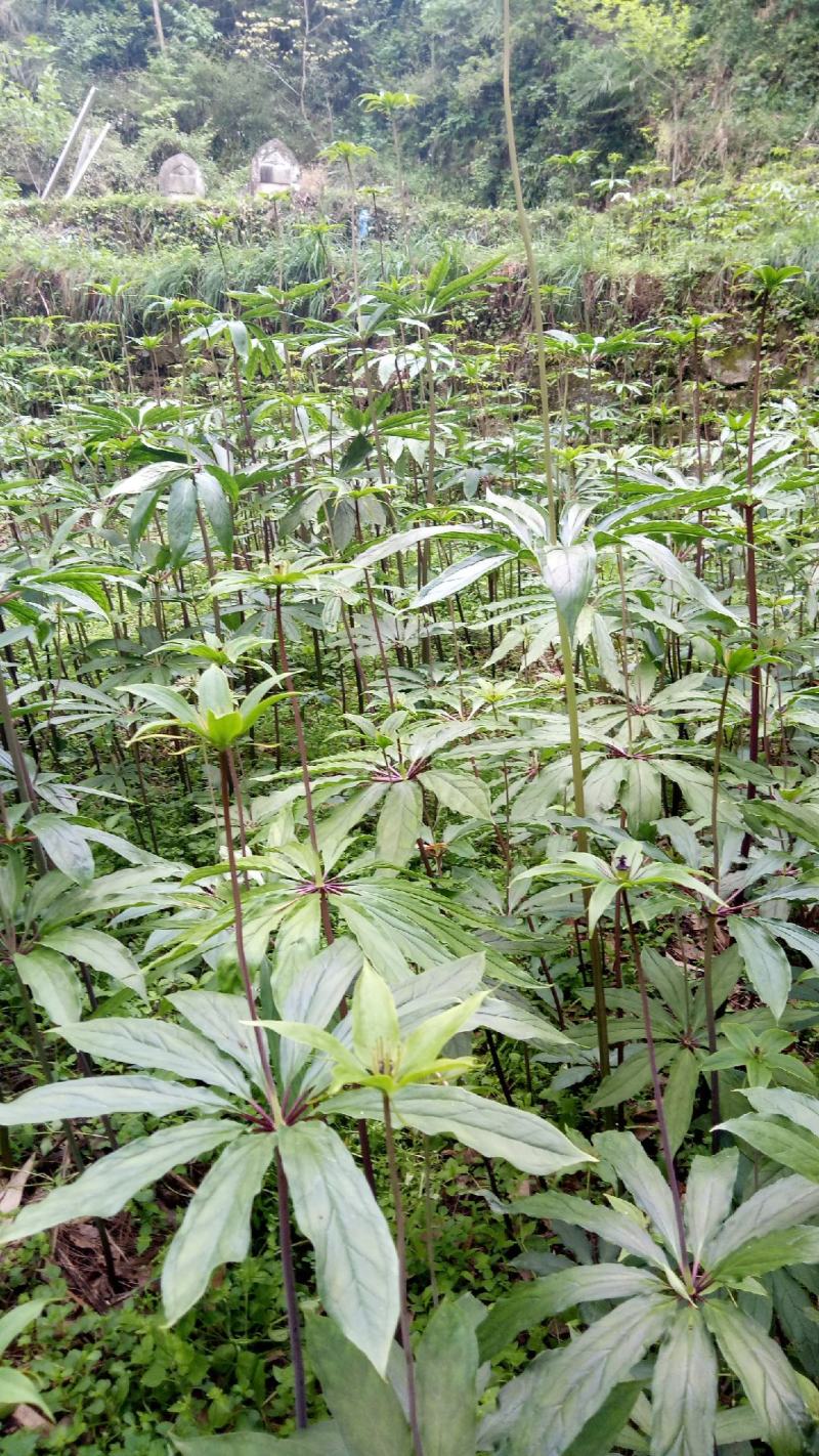 重楼，精品重楼七叶一枝花，高杆品种量大从优