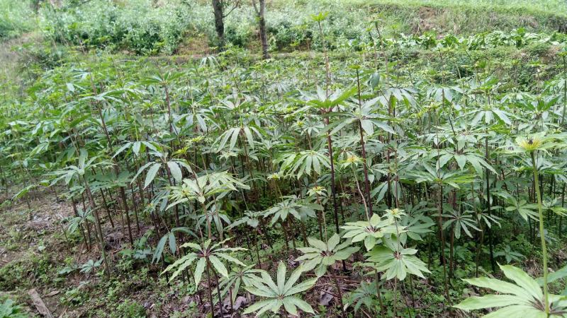 重楼，精品重楼七叶一枝花，高杆品种量大从优