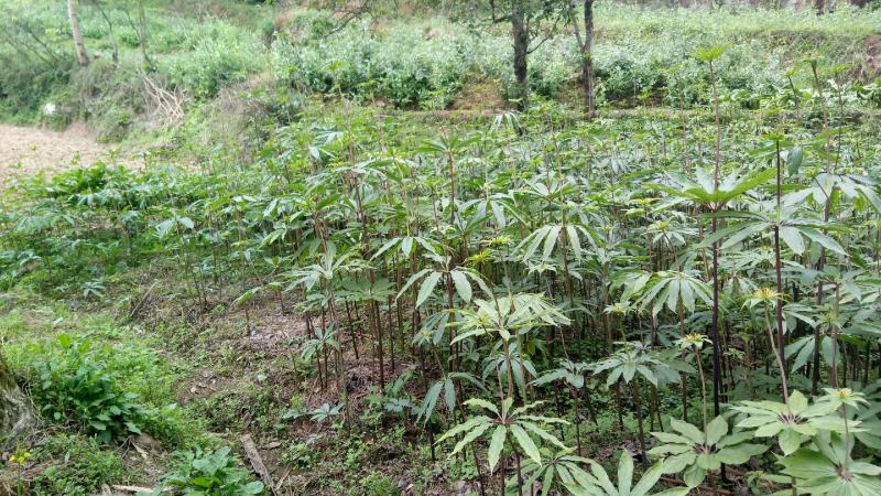 重楼，精品重楼七叶一枝花，高杆品种量大从优