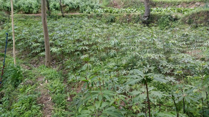 重楼，精品重楼七叶一枝花，高杆品种量大从优