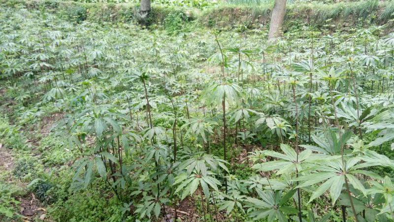 重楼，精品重楼七叶一枝花，高杆品种量大从优