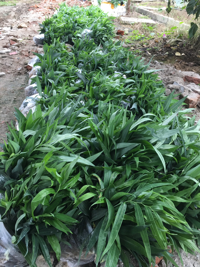 黄精种苗多花姜形不倒苗（药典品种）高产量甜黄精基地批发