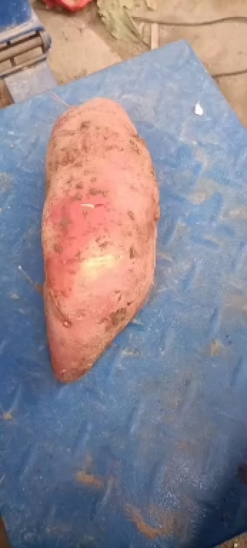 红薯苗。。。。？？