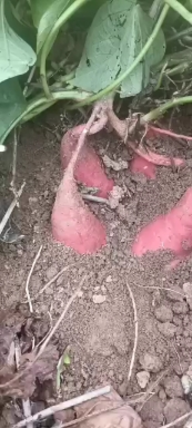 红薯苗。。。。？？