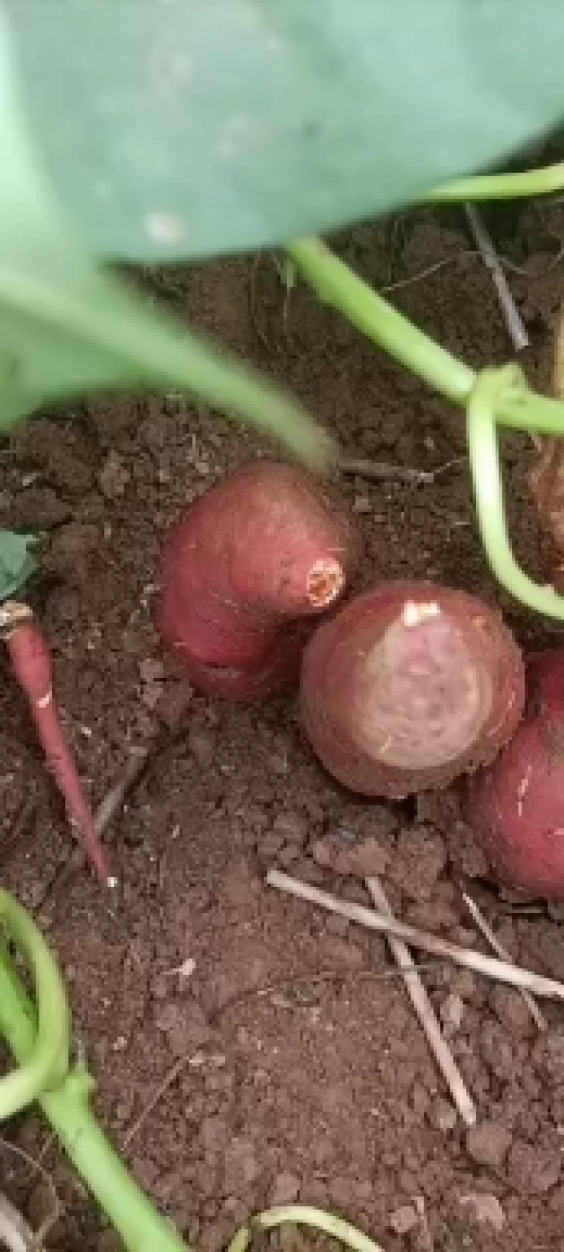 红薯苗。。。。？？