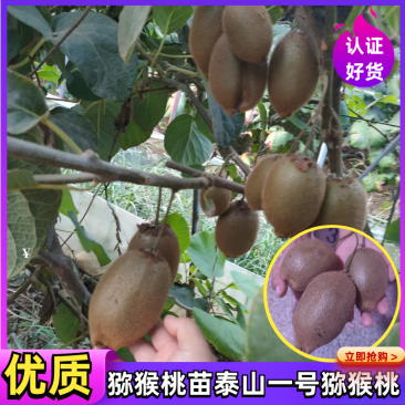 猕猴桃树苗泰山一号徐香红阳翠香红华基地直发假一赔十