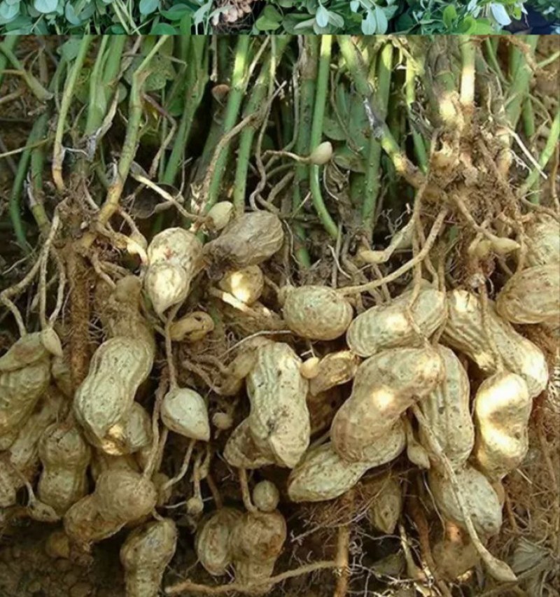 花生油泗水农家人工压榨