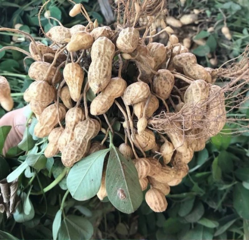 花生油泗水农家人工压榨
