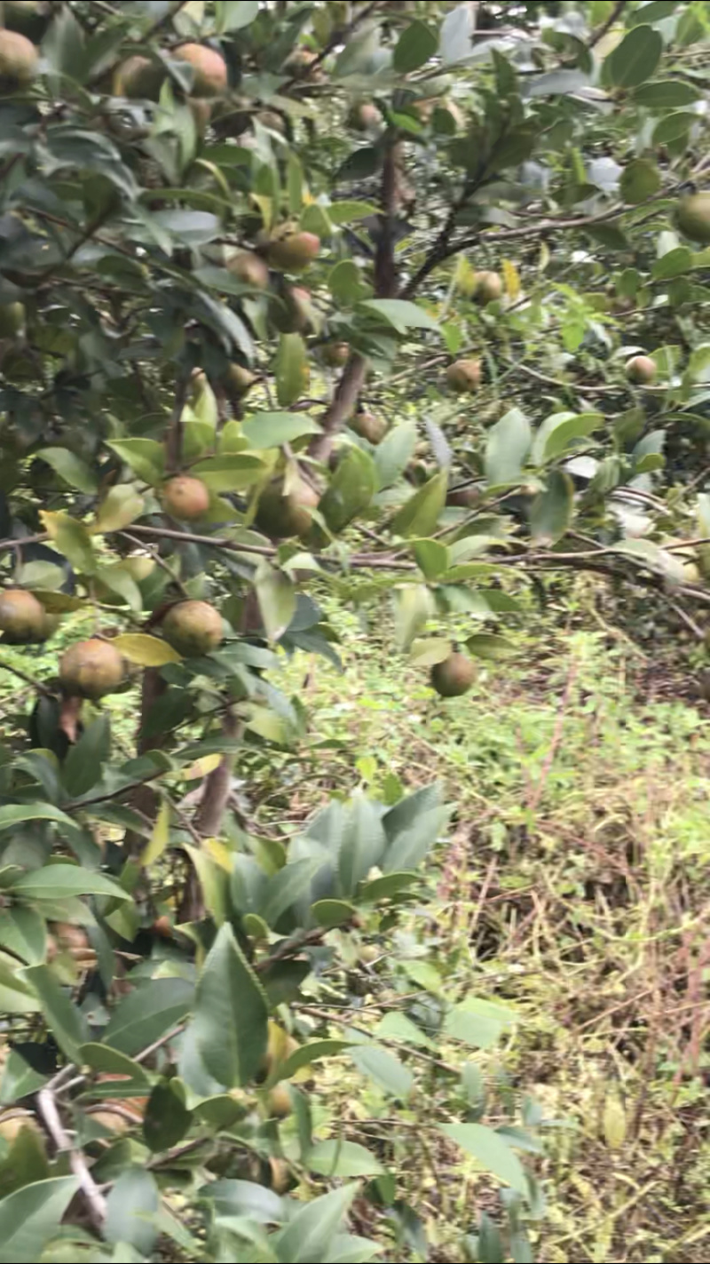 大量供应，山茶油果，优质茶油果-政府扶贫项目