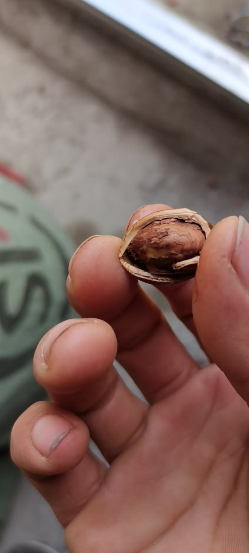 辽宁精品糖炒大榛子熟榛子坚果果仁饱满产地直发精选大颗粒果