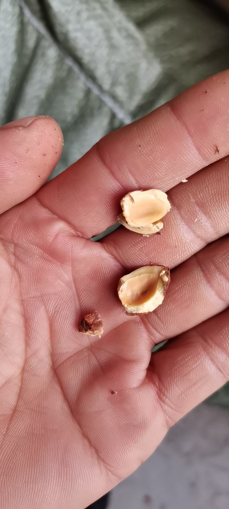 辽宁精品糖炒大榛子熟榛子坚果果仁饱满产地直发精选大颗粒果