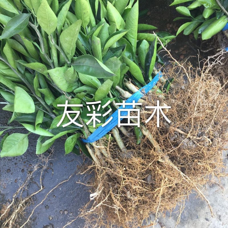 一年苗黄岩蜜桔苗涌泉蜜桔苗蜜橘苗嫁接苗