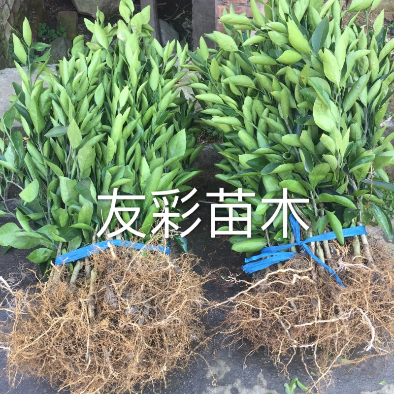 一年苗黄岩蜜桔苗涌泉蜜桔苗蜜橘苗嫁接苗