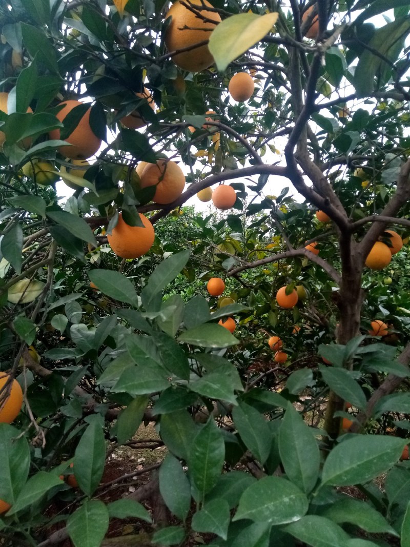 湖南道县脐橙纽荷尔脐橙上市了口感好无渣，脐橙上市中